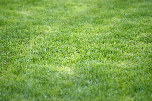 Campo de hierba nuevo 2
 - Foto, Imagen