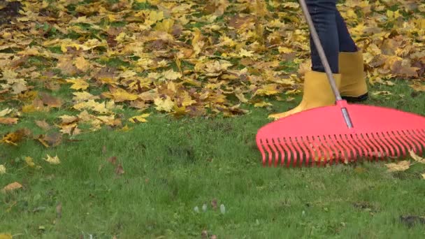 Rastrillar hojas coloridas caídas con herramienta de rastrillo en el jardín de otoño. 4K
 - Metraje, vídeo