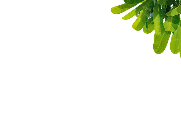 listy Plumeria zblízka izolovaných na bílém pozadí - Fotografie, Obrázek