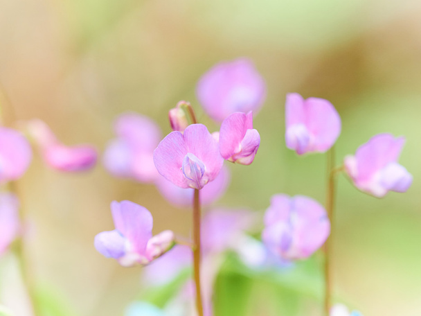 森の中の花 Ononis - 写真・画像