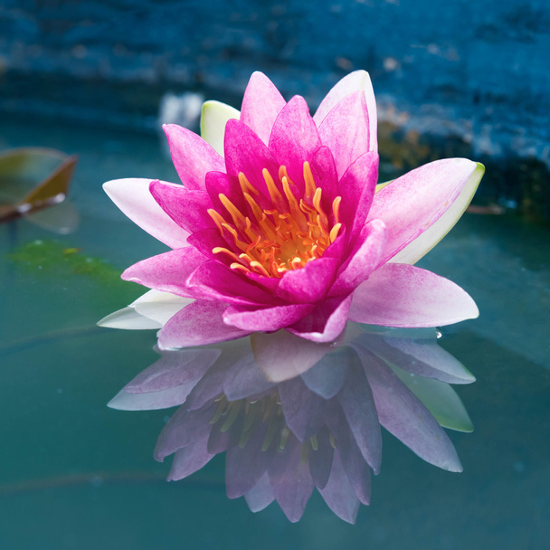 Lähikuva kaunis Pink Lotus, vesi lilja
  - Valokuva, kuva