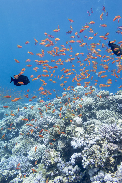  récif corallien avec banc de poissons écailles anthias, sous-marin
 - Photo, image
