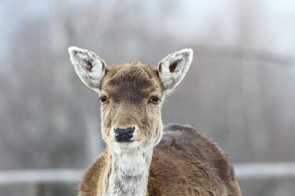 deer hind portrait - Photo, Image