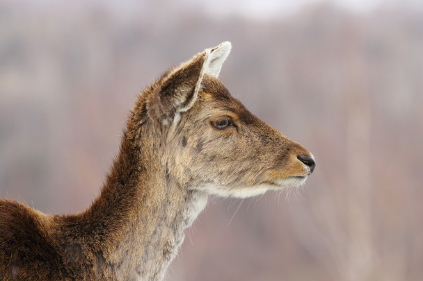 profile view of deer hind head - Photo, Image