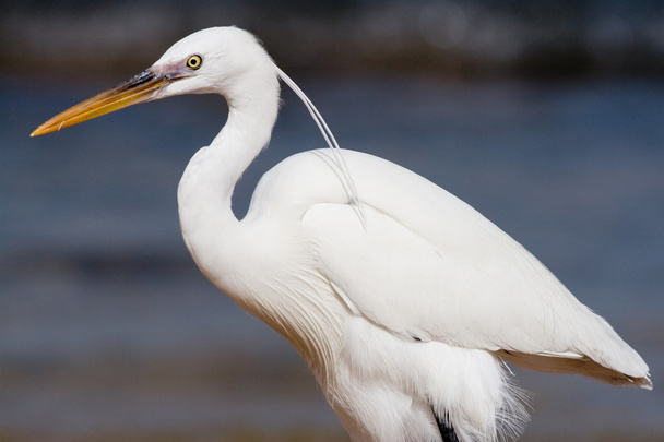 White heron - Photo, image