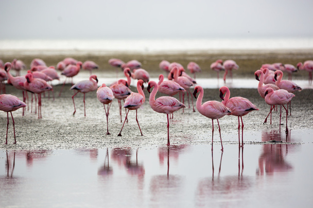 Grupa flamingów w Walvis Bay - Zdjęcie, obraz
