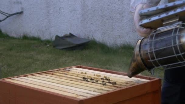 Bees in beehive with beekeeper - Záběry, video