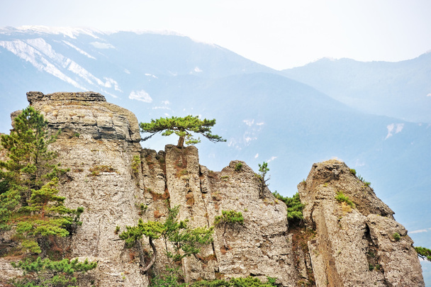 Сосны на крутых скалах
 - Фото, изображение