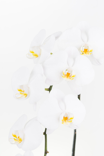 Fehér Phalaenopsis orchidea  - Fotó, kép