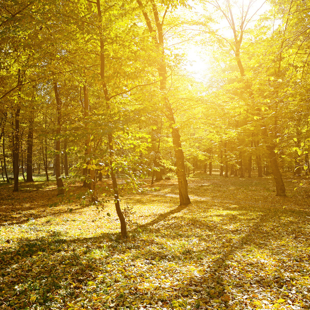 Rays of sun in autumn park - Valokuva, kuva