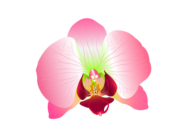 Beleza de flores de orquídea
 - Vetor, Imagem