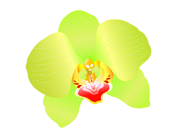 Ομορφιά του orchid λουλούδια - Διάνυσμα, εικόνα