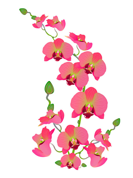 Bellezza di fiori di orchidea
 - Vettoriali, immagini