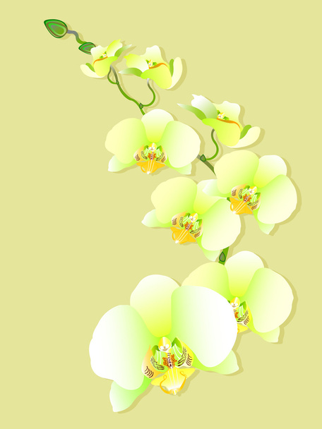 Beauty of orchid flowers - Vector, Image