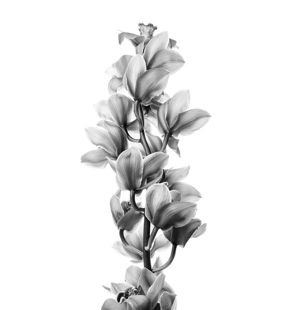 Orchid flowers isolated - 写真・画像