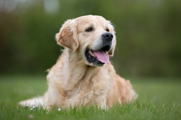 Золотий ретрівер собака на відкритому повітрі в природі - Фото, зображення