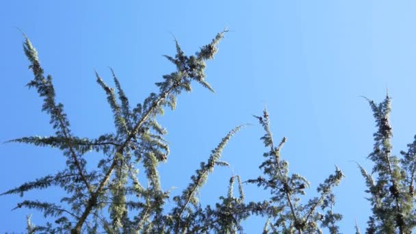 ramas de árbol de invierno
 - Metraje, vídeo