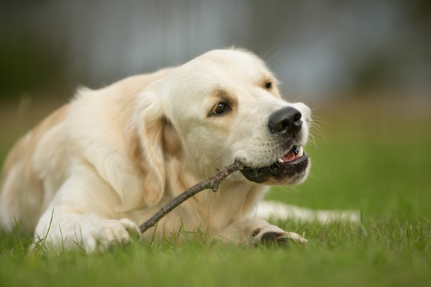 Dog with Stick - Photo, Image