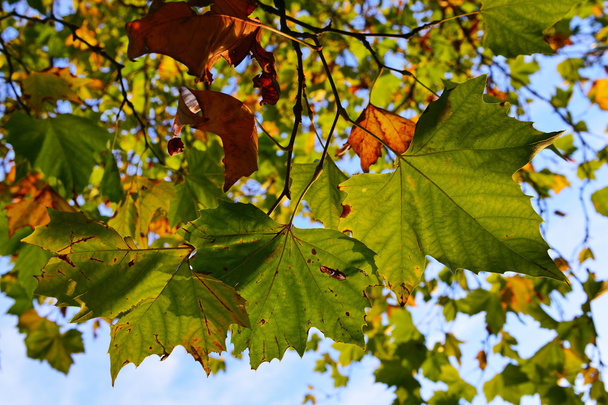  Lehti Vaahtera puu syksyllä
 - Valokuva, kuva