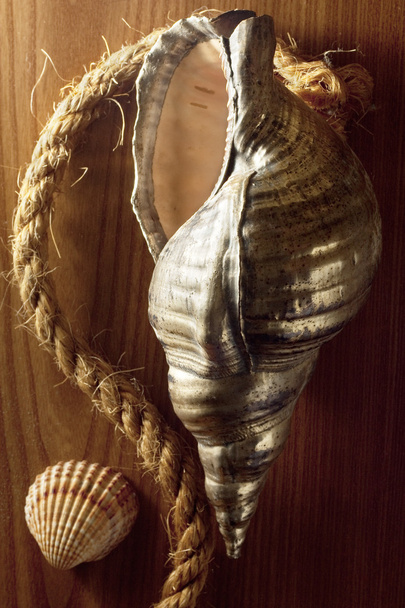 ασημένια κοχύλι με σχοινί - Φωτογραφία, εικόνα