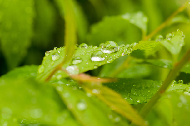  Зелена рослина листя
 - Фото, зображення