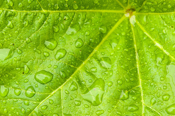  Folha de planta verde
 - Foto, Imagem