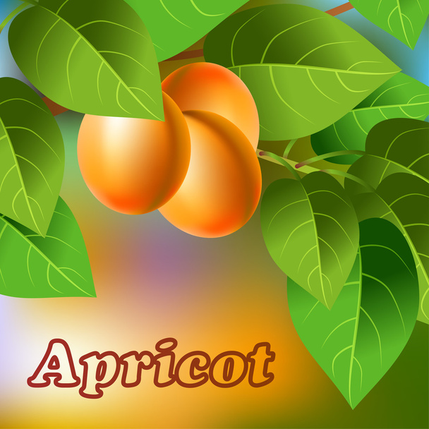 Orange, juicy, sweet apricots on a branch for your design. Vector - Vector, Image