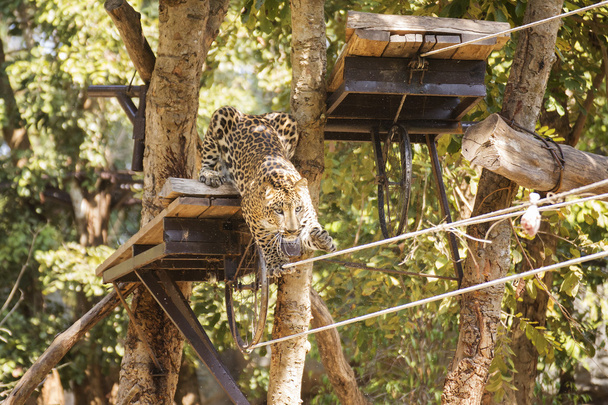 Leopard läuft auf der Robe - Foto, Bild