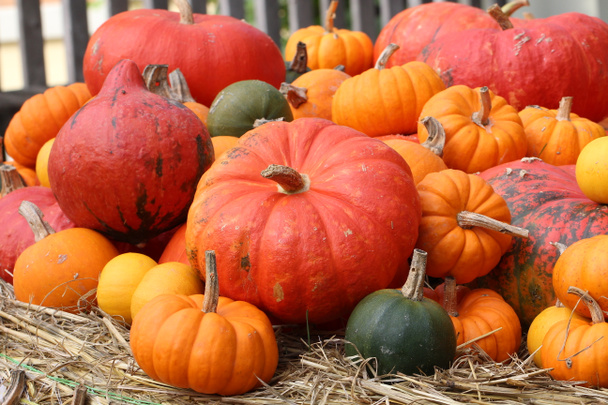 Monivärinen koriste kurpitsat syksyllä festivaali
 - Valokuva, kuva