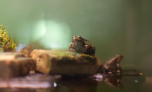 Frog tropical reptile amasonia jungles animal - Foto, Imagem