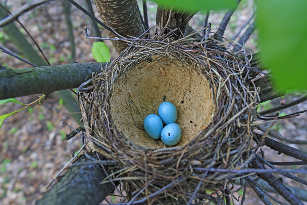 Madár fészket a kék tojás - Fotó, kép