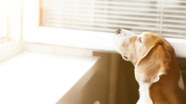 Joven perro Beagle
 - Metraje, vídeo