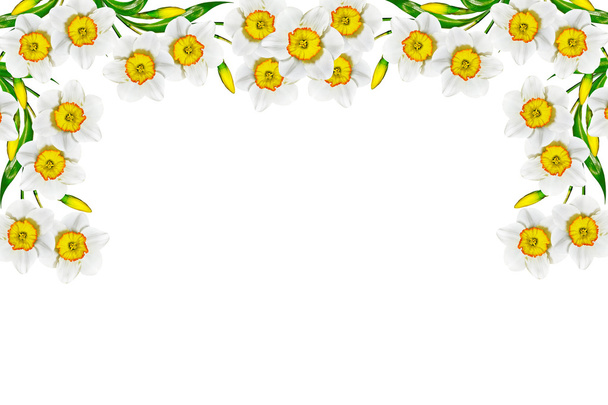 白い背景上に分離されて春の花スイセン - 写真・画像