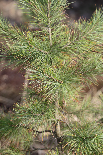 Siberische stenen pine in april. - Foto, afbeelding