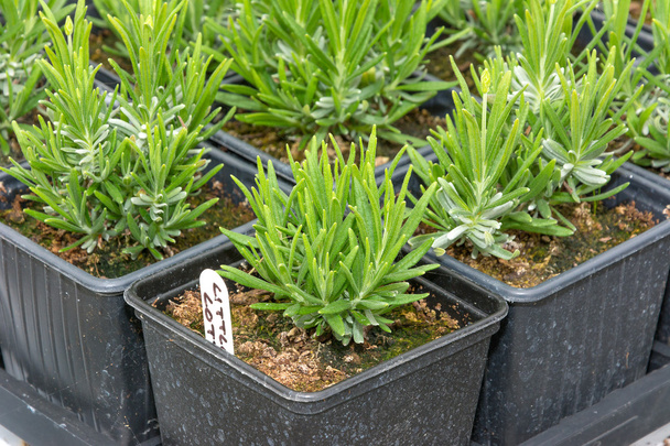Small lavender seedlings in pots - Zdjęcie, obraz