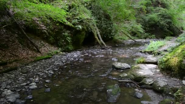 az Ehrbach patak vadonterülete a Mosel folyó mellett. vad táj. (Németország, Rajna-vidék-Pfalz) - Felvétel, videó