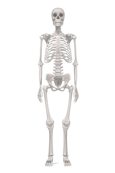 3D απεικονίσεις του ανθρώπινου σκελετού - Φωτογραφία, εικόνα
