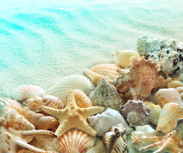 черепашки на літньому пляжі з піском
   - Фото, зображення