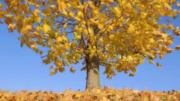 Kuiva keltainen lehdet vaahtera puu kellua tuulessa 4K
 - Materiaali, video