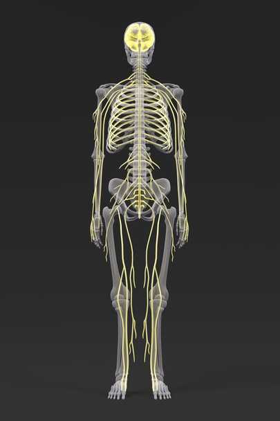 3D renderings van zenuwstelsel - Foto, afbeelding
