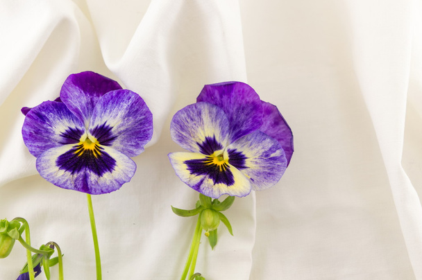 Violette bloemen op witte stof - Foto, afbeelding
