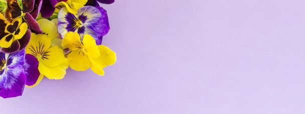 紫と黄色の花 - 写真・画像