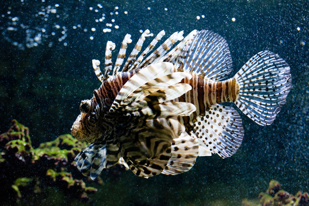 Közös lionfish portré - Fotó, kép