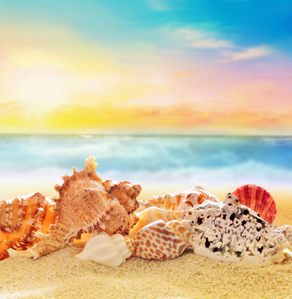  kagyló a homokos tengerparton  - Fotó, kép