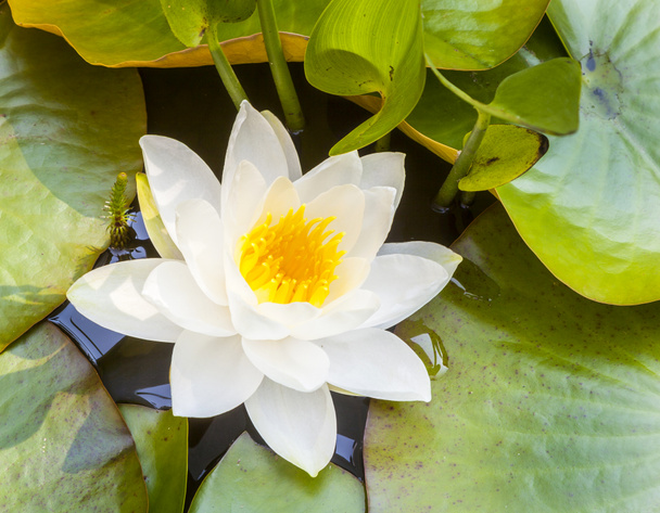 Японская белая лотосовая лилия
 - Фото, изображение