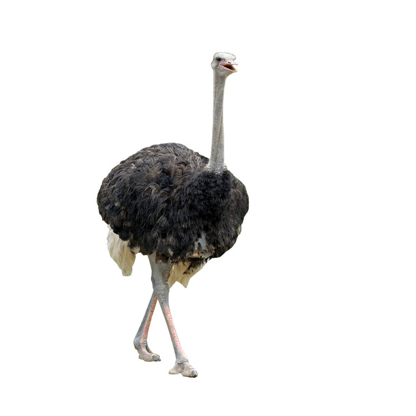 Крупный план страуса
 - Фото, изображение