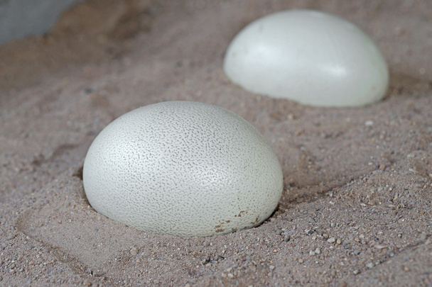 Крупный план страусиного яйца
 - Фото, изображение
