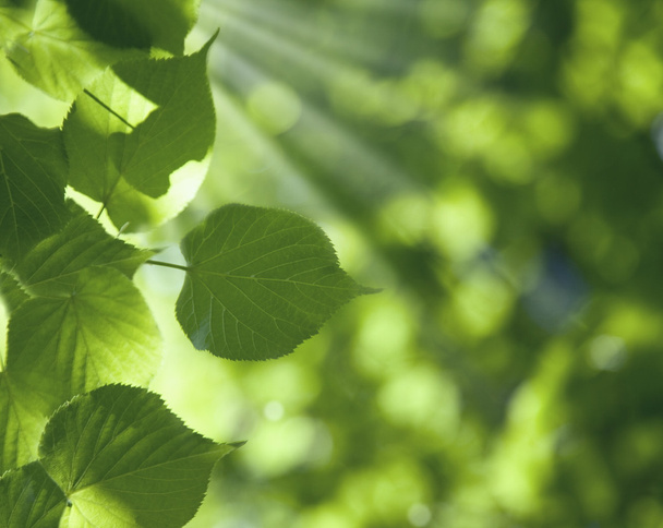 Green leaves in sunny day - Foto, imagen