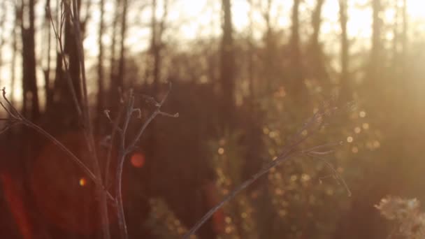 Autumn forest in morning. Sun rays shine through branches of trees - Footage, Video