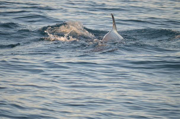 Delfinflossen, die die Oberfläche abschöpfen - Foto, Bild